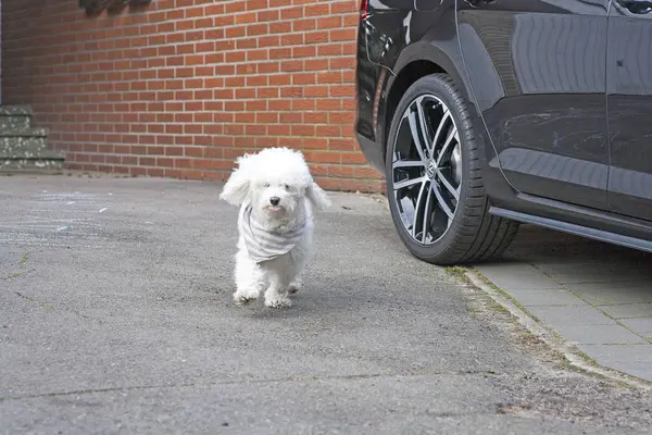 Runing petit chien bouclé blanc modèle portrait en plein air mignon Sweet s — Photo
