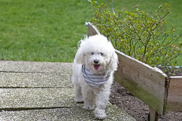 Petit chien bouclé blanc modèle de portrait en plein air mignon doux petit wh — Photo
