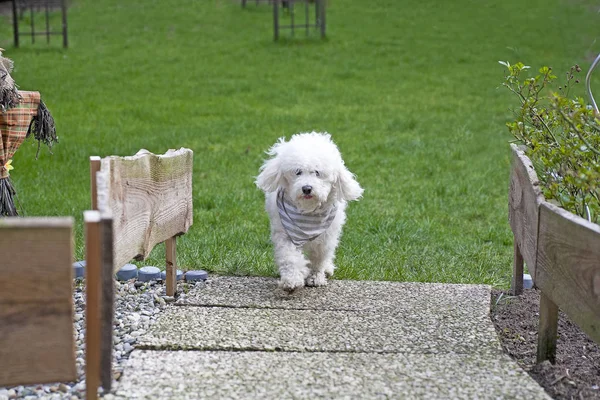 Petit chien bouclé blanc modèle de portrait en plein air mignon doux petit wh — Photo