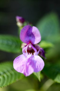 Yeşil arka plan elli megapiksel yüksek qua mor yabani çiçek