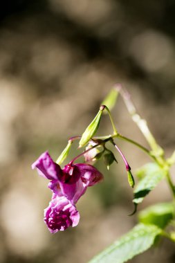 Yeşil arka plan elli megapiksel yüksek qua mor yabani çiçek