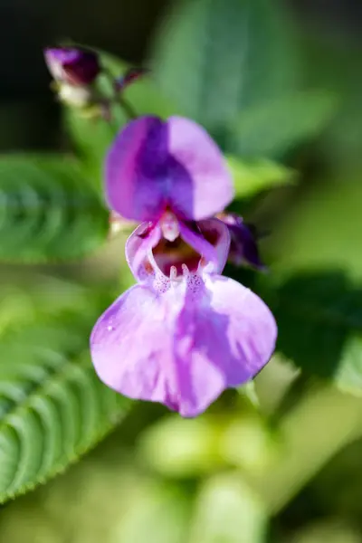 Purple wild flower in green background fifty megapixels high qua — Stock Photo, Image