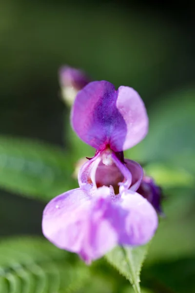 Purple wild flower in green background fifty megapixels high qua — Stock Photo, Image