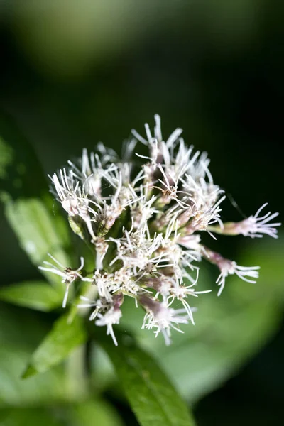 Flor silvestre en la naturaleza fondo cincuenta megapíxeles de alta calidad E — Foto de Stock