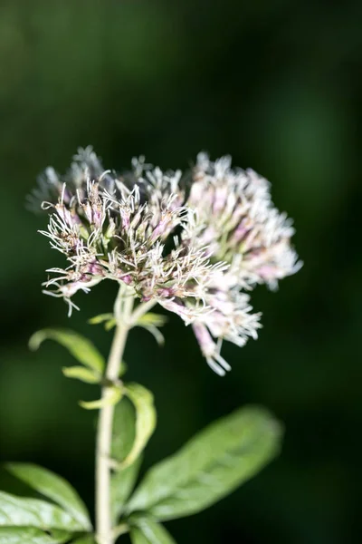 Άγριο λουλούδι στο φόντο της φύσης 50 MP υψηλής ποιότητας E — Φωτογραφία Αρχείου