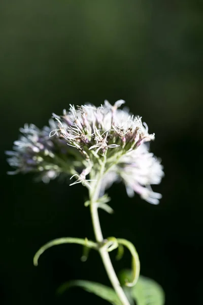 Άγριο λουλούδι στο φόντο της φύσης 50 MP υψηλής ποιότητας E — Φωτογραφία Αρχείου