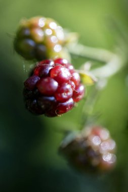Yabani orman meyve makro arka plan yüksek kaliteli elli megapiksel