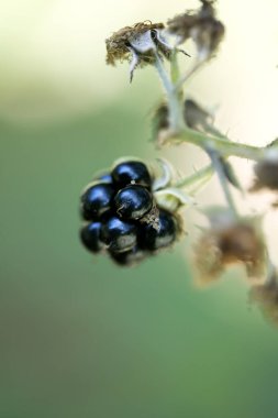 Yabani orman meyve makro arka plan yüksek kaliteli elli megapiksel