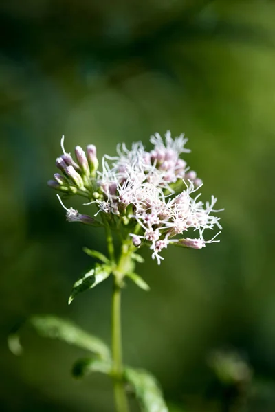 Flor silvestre en la naturaleza fondo cincuenta megapíxeles de alta calidad E — Foto de Stock