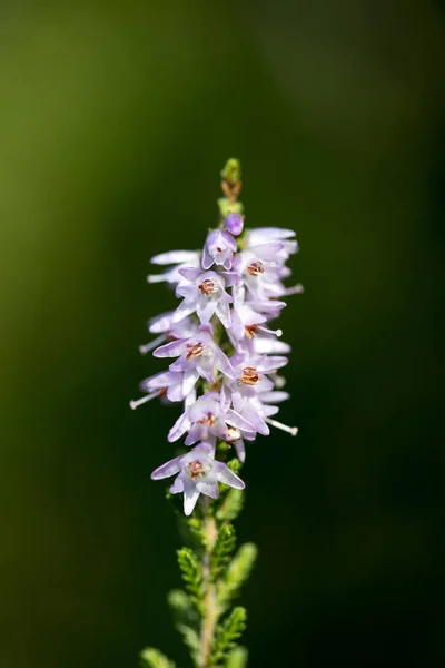 Wild small flower blossoming in nature fifty megapixels high qua — Stock Photo, Image