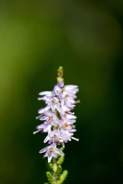 Wild small flower blossoming in nature fifty megapixels high qua — Stock Photo, Image