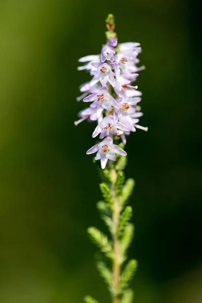 Wild small flower blossoming in nature fifty megapixels high qua — Stock Photo, Image