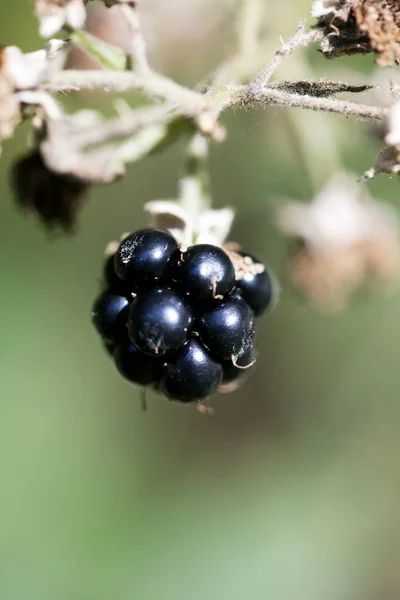 Selvaggio frutta di bosco macro sfondo di alta qualità cinquanta megapixel — Foto Stock