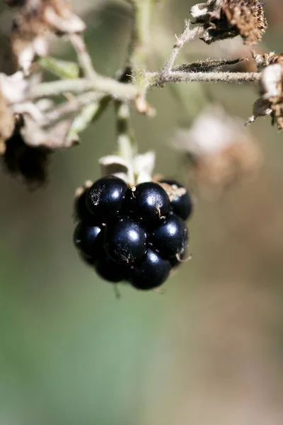 Wild forest fruit macro background high quality fifty megapixels — Stock Photo, Image