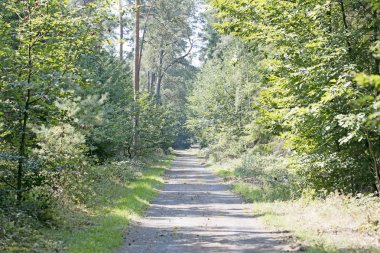 Vahşi yeşil ormanda eski yol elli megapiksel yüksek kaliteli prin