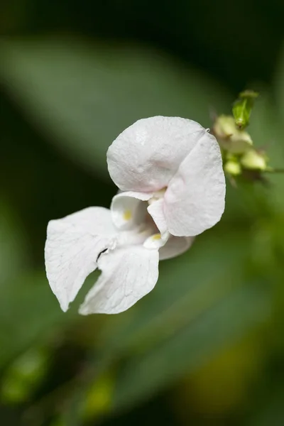 Kwiat zbliżenie Niecierpek makro tło 50 megapikseli wysoki — Zdjęcie stockowe