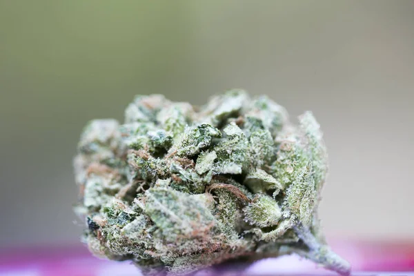 Skunk bud cannabis super limón neblina cincuenta megapíxeles stu médica — Foto de Stock