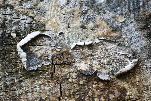 Superfície de madeira macro abstrato fechar até cinquenta megapixels de alta quali — Fotografia de Stock