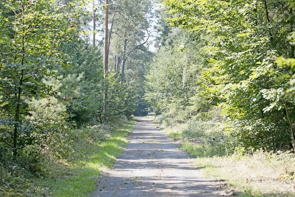 Estrada velha na floresta verde selvagem 50 megapixels de alta qualidade prin — Fotografia de Stock
