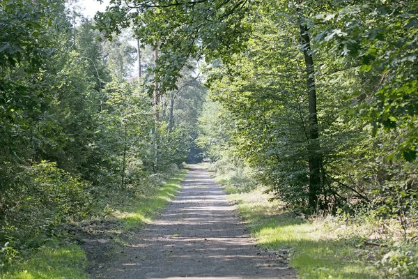 Стара дорога в дикому зеленому лісі п'ятдесят мегапікселів високої якості принц — стокове фото