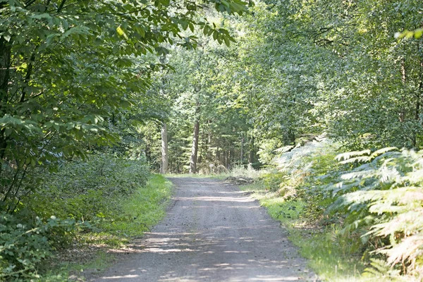 Old road in wild green forest fifty megapixels high quality prin