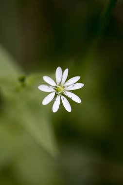 Yabani küçük beyaz çiçek yakın elli megapiksel stellaria gram