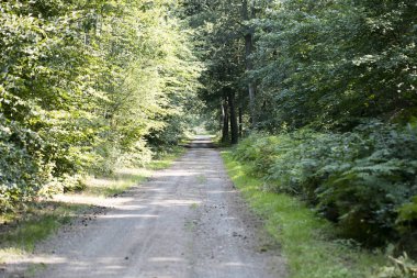 Vahşi yeşil ormanda eski yol elli megapiksel yüksek kaliteli prin