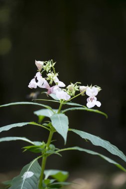 Çiçek yakın sabırsızlık makro arka plan elli megapiksel yüksek
