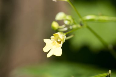 Sarı küçük yabani çiçek makro impatiens parviflora elli megapi