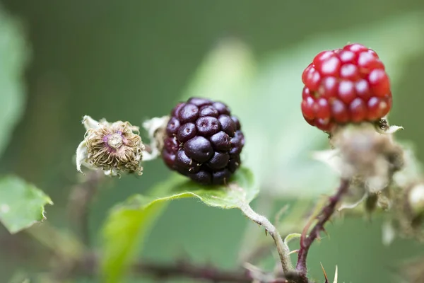 Фруктовые ягоды леса макро фон 50 мегапикселей hig — стоковое фото