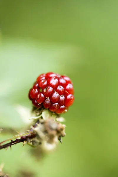 Fruits des forêts sauvages baies macro fond cinquante mégapixels hig — Photo