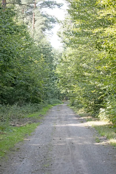 Vieille route dans la forêt verte sauvage cinquante mégapixels prin de haute qualité — Photo