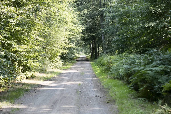 Vahşi yeşil ormanda eski yol elli megapiksel yüksek kaliteli prin