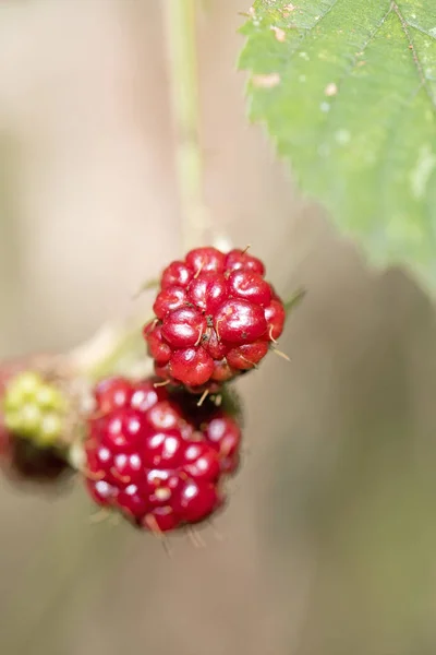 Floresta selvagem frutas macro fundo cinquenta megapixels hig — Fotografia de Stock