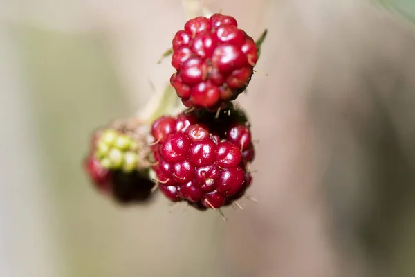 Floresta selvagem frutas macro fundo cinquenta megapixels hig — Fotografia de Stock