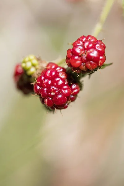 Floresta selvagem frutas macro fundo cinquenta megapixels hig — Fotografia de Stock