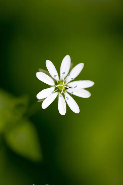 Vad kis fehér virág közelről 50 megapixel stellaria Gram — Stock Fotó