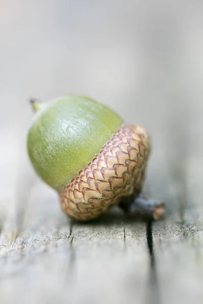 Wilde vruchten close-up 50 megapixels Quercus robur familie fagac — Stockfoto