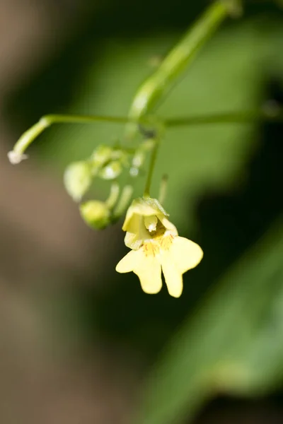 Gul liten vild blomma makro Impatiens parviflora 50 megapi — Stockfoto