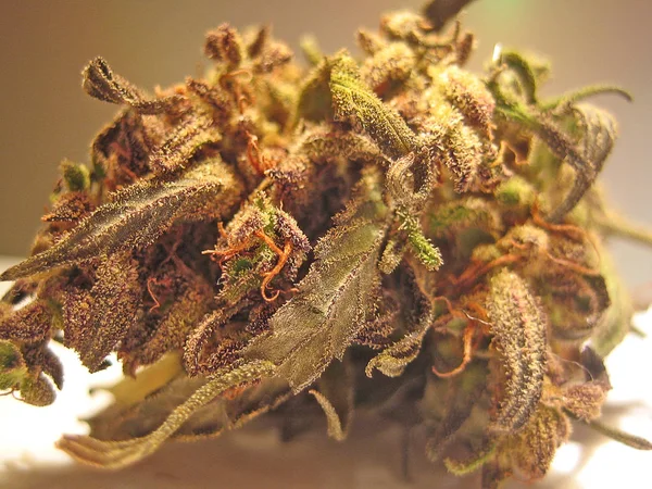 Cannabis bio krétai lila ködben makro Vintage Old School érzés — Stock Fotó