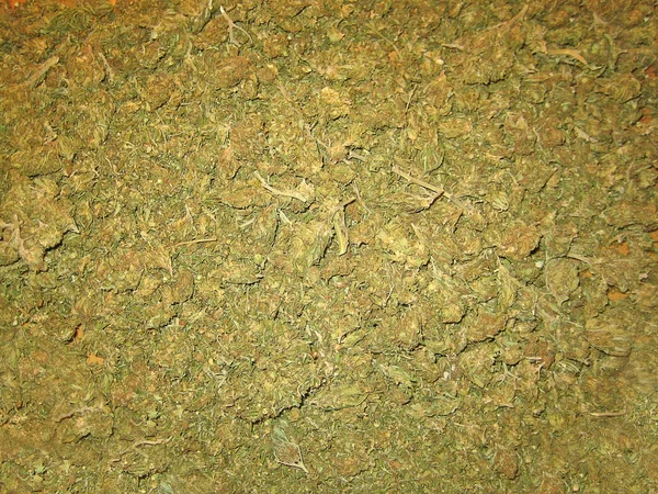 Cannabis gemensamma förberedelse medicinsk bio albanska Haze Macro k — Stockfoto