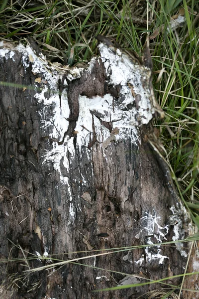 Stück Holzstamm in Gras Makro-Hintergrund fünfzig Megapixel — Stockfoto