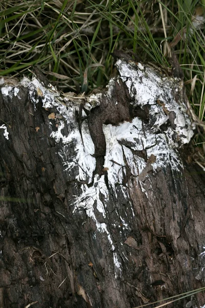 Stück Holzstamm in Gras Makro-Hintergrund fünfzig Megapixel — Stockfoto