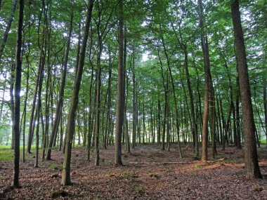 Orman scape seyahat mani yaz saatleri Almanya Reken Almanya pri