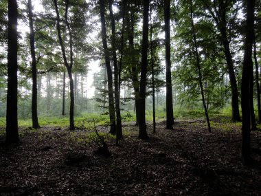 Orman scape seyahat mani yaz saatleri Almanya Reken Almanya pri