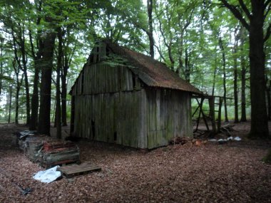 Orman scape seyahat mani yaz saatleri Almanya Reken Almanya pri