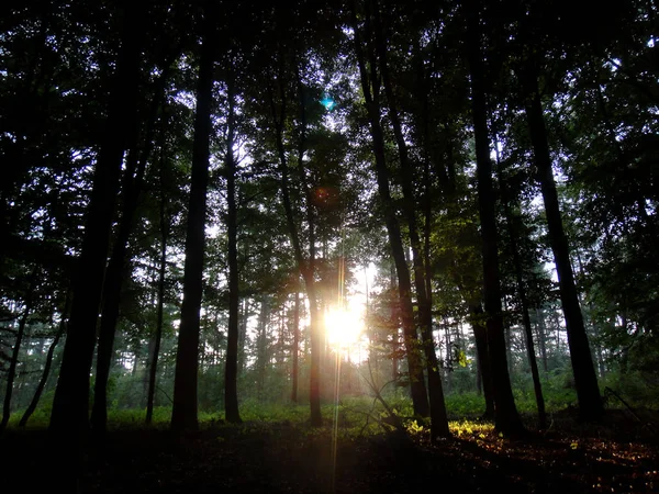 Orman scape seyahat mani yaz saatleri Almanya Reken Almanya pri — Stok fotoğraf