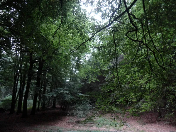 森林景观旅游狂热夏季时间德国雷肯德国普里 — 图库照片