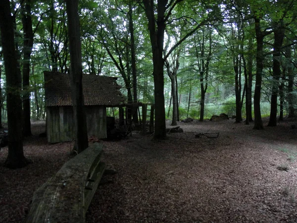 Orman scape seyahat mani yaz saatleri Almanya Reken Almanya pri