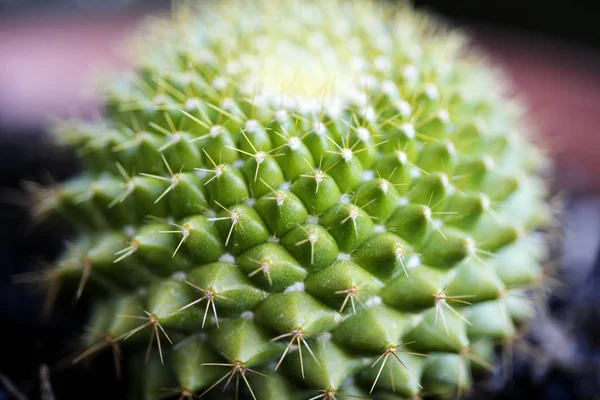 Cactus makro tło sztuki w wysokiej jakości wydruków produktów 50 megapikseli rodziny cactaceaee — Zdjęcie stockowe